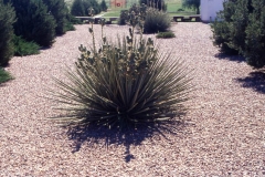 zeroscapeyucca